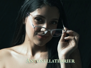 Antonellaterrier
