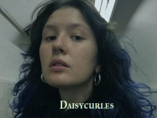 Daisycurles