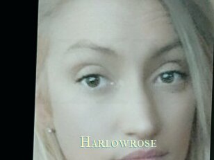 Harlowrose