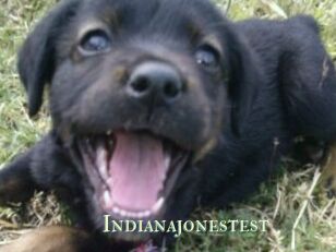 Indianajonestest